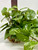 10" wide x 6" tall LARGE Green/White POTHOS BUSH & Vines silk Goldfish & Betta-safe plant, stone base, Lower Forty Farm artificial aquarium plant 10" wide x 6" tall LARGE Green/White POTHOS BUSH & Vines silk Goldfish & Betta-safe plant, stone base, Lower Forty Farm artificial aquarium plant