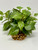 10" wide x 6" tall LARGE Green/White POTHOS BUSH & Vines silk Goldfish & Betta-safe plant, stone base, Lower Forty Farm artificial aquarium plant 10" wide x 6" tall LARGE Green/White POTHOS BUSH & Vines silk Goldfish & Betta-safe plant, stone base, Lower Forty Farm artificial aquarium plant