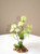 Small Cream-Green Flower