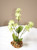 Small Cream-Green Flower