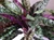 16x18"  XL PEACOCK Green-Spotted & Purple silk Centerpiece Shade Goldfish & Betta-safe plant, stone base, Lower Forty Farm artificial aquarium plant