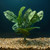12"x12" Split Leaf PHILO BUSH Silk Philodendron aquarium PLANT, Stone base, Goldfish & Betta-safe plant, Lower Forty Far
