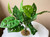 12"x12" Split Leaf PHILO BUSH Silk Philodendron aquarium PLANT, Stone base, Goldfish & Betta-safe plant, Lower Forty Farm artificial aquarium plant