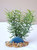 6" Diti Sprengeri plastic plant & BLUE AGATE Geode Slice 826TQ, Stone base, Realistic Artificial Aquarium Plastic plant, Lower Forty Farm unique combination artificial aquarium plant arrangement