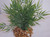 6" H x 5"W  LITTLE-Leaf Light Green BAMBOO 6-stem BUSH Soft Flowing Plastic Plant, Stone Base, Lower Forty Farm, unique handmade realistic natural-looking artificial aquarium plant