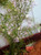 27 in. LG Standard 2-stem DITI-SPRENGERI Flowered Soft Plastic Wireless Plant, Stone Base, Lower Forty Farm, unique handmade realistic natural-looking artificial aquarium plant 27 in. LG Standard 2-stem DITI-SPRENGERI Flowered Soft Plastic Wireless Plant, Stone Base, Lower Forty Farm, unique handmade realistic natural-looking artificial aquarium plant