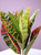 10" Medium CROTON PLANT  Plastic-coated silk Plant, Stone Base, Goldfish & Betta-safe plant, Lower Forty Farm artificial aquarium plant 10" Medium CROTON PLANT  Plastic-coated silk Plant, Stone Base, Goldfish & Betta-safe plant, Lower Forty Farm artificial aquarium plant