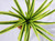 7-8" MD Light  Green Striped DRAGON Soft Silk  Dracaena Plant, Stone Base, Goldfish & Betta-safe plant, Lower Forty Farm artificial aquarium plant