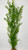 Large 3-stem Pea Leaf aquarium plant