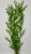 Large 3-stem Pea Leaf aquarium plant