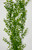Large 3-stem Pea Leaf aquarium plant