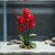 5.5 in. Bright RED Soft Silk Baby's Breath Small FLOWER  plant, Stone base, Goldfish & Betta-safe plant, Lower Forty Far
