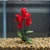 5.5 in. Bright RED Soft Silk Baby's Breath Small FLOWER  plant, Stone base, Goldfish & Betta-safe plant, Lower Forty Farm artificial aquarium plant