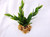 3-4 in. XS Wireless SEA SPRAY Soft plastic plant, stone base, Lower Forty Farm, unique handmade realistic natural-looking artificial aquarium plant, Betta safe