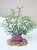 6" DITI Sprengeri plastic plant & PINK AGATE Geode Slice 826PK, Stone base, Realistic Artificial Aquarium Plastic plant, Lower Forty Farm unique combination artificial aquarium plant arrangement 6" DITI Sprengeri plastic plant & PINK AGATE Geode Slice 826PK, Stone base, Realistic Artificial Aquarium Plastic plant, Lower Forty Farm unique combination artificial aquarium plant arrangement