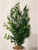 12" MIXED  Pea Leaf, Bamboo, & Sea Spray Plastic Plant #829, Stone base, Realistic Artificial Aquarium plastic plant, Lower Forty Farm unique combination artificial aquarium plant arrangement 12" MIXED  Pea Leaf, Bamboo, & Sea Spray Plastic Plant #829, Stone base, Realistic Artificial Aquarium plastic plant, Lower Forty Farm unique combination artificial aquarium plant arrangement