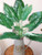 (1) 24 inch Artificial Silk Peace Lily EMERALD QUEEN Philodendron - for HOME DECOR ONLY