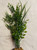 15" MIXED Pea Leaf, Wild Grass, & Bamboo Plastic Plant 819, Stone base, Realistic Artificial Aquarium plastic plant, Lower Forty Farm unique combination artificial aquarium plant arrangement 15" MIXED Pea Leaf, Wild Grass, & Bamboo Plastic Plant 819, Stone base, Realistic Artificial Aquarium plastic plant, Lower Forty Farm unique combination artificial aquarium plant arrangement