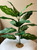 18" XL 14-LEAF Silk Spotted DIEFFENBACHIA Silk Variegated Shade Goldfish & Betta-safe plant, stone base, Lower Forty Farm artificial aquarium plant