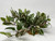 Large 7-8"H x 11"W Green/Cream/Pink Wandering JEW INCH BUSH very soft silk plant, stone base, Goldfish & Betta-safe plant, Lower Forty Farm artificial aquarium plant Large 7-8"H x 11"W Green/Cream/Pink Wandering JEW INCH BUSH very soft silk plant, stone base, Goldfish & Betta-safe plant, Lower Forty Farm artificial aquarium plant