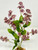 11 in. LAVENDER Light Purple Soft Silk Baby's Breath FLOWER plant, Stone base, Goldfish & Betta-safe plant, Lower Forty Farm artificial aquarium plant