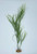 18 in. 1-stem Curly SEA GRASS WILLOW Soft flowing Plastic Wireless Plant, Stone Base, Lower Forty Farm, unique handmade realistic natural-looking artificial aquarium plant 18 in. 1-stem Curly SEA GRASS WILLOW Soft flowing Plastic Wireless Plant, Stone Base, Lower Forty Farm, unique handmade realistic natural-looking artificial aquarium plant