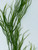 18 in. 1-stem Curly SEA GRASS WILLOW Soft flowing Plastic Wireless Plant, Stone Base, Lower Forty Farm, unique handmade realistic natural-looking artificial aquarium plant 18 in. 1-stem Curly SEA GRASS WILLOW Soft flowing Plastic Wireless Plant, Stone Base, Lower Forty Farm, unique handmade realistic natural-looking artificial aquarium plant