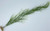 willow, curly sea grass plant willow, curly sea grass plant