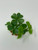 6 clover shamrock plant tops 6 clover shamrock plant tops