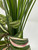13" Green Spike Weed & Pink Jew Mix Combo 818C, Stone base, Realistic Artificial Aquarium Soft Silk & plastic plant, Lower Forty Farm unique combination artificial aquarium plant arrangement 13" Green Spike Weed & Pink Jew Mix Combo 818C, Stone base, Realistic Artificial Aquarium Soft Silk & plastic plant, Lower Forty Farm unique combination artificial aquarium plant arrangement