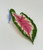 Tiny 3" Soft Betta Hammock!! 1-leaf Pink & Green Caladium Silk Betta safe Plant, SUCTION CUP base, Lower Forty Farm artificial aquarium plant