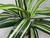 17x24" XL STRIPED SWORD silk bush Centerpiece Shade Goldfish & Betta-safe plant, stone base, Lower Forty Farm artificial aquarium plant