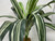 17x24" XL STRIPED SWORD silk bush Centerpiece Shade Goldfish & Betta-safe plant, stone base, Lower Forty Farm artificial aquarium plant