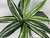 17x24" XL STRIPED SWORD silk bush Centerpiece Shade Goldfish & Betta-safe plant, stone base, Lower Forty Farm artificial aquarium plant