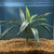 17x24 XL STRIPED SWORD silk bush Centerpiece Shade Goldfish & Betta-safe plant, stone base, Lower Forty Farm artificial 