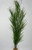 28 in. THICK 3-stem Curly SEA GRASS WILLOW Soft flowing Plastic Wireless Plant, Stone Base, Lower Forty Farm, unique handmade realistic natural-looking artificial aquarium plant 28 in. THICK 3-stem Curly SEA GRASS WILLOW Soft flowing Plastic Wireless Plant, Stone Base, Lower Forty Farm, unique handmade realistic natural-looking artificial aquarium plant