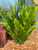9 in. SEA SPRAY 3-stem BUSH Soft Plastic Wireless Plant, Stone Base, Lower Forty Farm, unique handmade realistic natural-looking artificial aquarium plant, Betta safe 9 in. SEA SPRAY 3-stem BUSH Soft Plastic Wireless Plant, Stone Base, Lower Forty Farm, unique handmade realistic natural-looking artificial aquarium plant, Betta safe