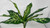 9-10" 8-LEAF Spotted DIEFFENBACHIA BUSH Silk Variegated Shade Goldfish & Betta-safe plant, stone base, Lower Forty Farm artificial aquarium plant