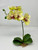 10" tall Orchid with leaves bent stem 10" tall Orchid with leaves bent stem