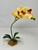 10" tall Orchid with leaves bent stem back 10" tall Orchid with leaves bent stem back
