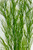 Close up view of sea grass willow plant Close up view of sea grass willow plant