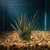 10" BROWN Vanilla SWORD Grass & Brown BOXWOOD combo plant 803A, stone base, Realistic Artificial Aquarium plastic plant,