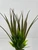10" BROWN Vanilla SWORD Grass & BAMBOO combo plant 806, stone base, Realistic Artificial Aquarium plastic plant, Lower Forty Farm unique combination artificial aquarium plant arrangement