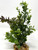 8" BOXWOOD COMBO 822: Brown boxwood, Dk Green Boxwood & Sage boxwood, stone base, Realistic Artificial Aquarium plastic plant, Lower Forty Farm unique combination