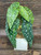 13" Potted faux Angel Wing Spotted Begonia silk plant in White wood box, handmade original by filled artificial planter by Lower Forty Farm, OOAK unique gift, home office decor 13" Potted faux Angel Wing Spotted Begonia silk plant in White wood box, handmade original by filled artificial planter by Lower Forty Farm, OOAK unique gift, home office decor