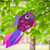 15" Sm LAVENDER DAMSEL FISH windsock, In the Breeze ITB-5222 15" Sm LAVENDER DAMSEL FISH windsock, In the Breeze ITB-5222