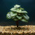 9" Medium WATERMELON PEPEROMIA soft silk Aquarium Plant, Stone Base, Goldfish & Betta-safe plant, Lower Forty Farm artif