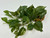 8" LONG, LOW Green/White POTHOS Bush, soft silk aquarium plant, stone base, Goldfish & Betta-safe plant, Lower Forty Farm artificial aquarium plant