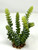 7" Gray-Green DONKEY Burro TAIL Sedum Succulent Aquarium or Dry Habitat soft plastic Plant, Stone Base, Lower Forty Farm, unique handmade realistic natural-looking artificial aquarium plant