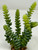 7" Gray-Green DONKEY Burro TAIL Sedum Succulent Aquarium or Dry Habitat soft plastic Plant, Stone Base, Lower Forty Farm, unique handmade realistic natural-looking artificial aquarium plant